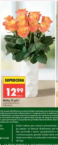 Biedronka Róża, 11 szt oferta