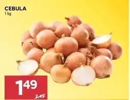 Stokrotka Market Cebula oferta