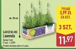 ALDI GARDENLINE Lawenda oferta