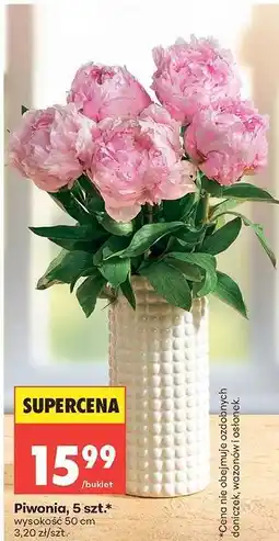 Biedronka Piwonia*, 5 szt oferta