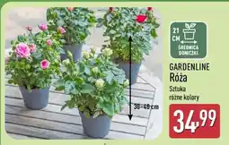ALDI GARDENLINE Róża oferta
