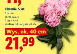 Lidl Piwonie 5 szt oferta