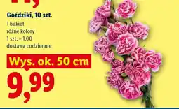 Lidl Goździki, 10 szt oferta