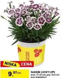 Leroy Merlin Goździk LUCKY LIPS oferta