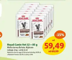 Maxi Zoo Mokra karma dla kota Royal Canin oferta