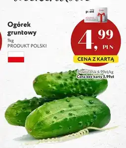 Market Point Ogórek gruntowy polski oferta