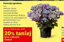 Lidl Hortensja ogrodowa biała oferta