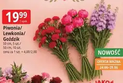 E.Leclerc Piwonia/Lewkonia/Goździk oferta