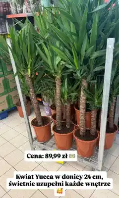 Biedronka Kwiat Yucca w donicy 24 cm oferta