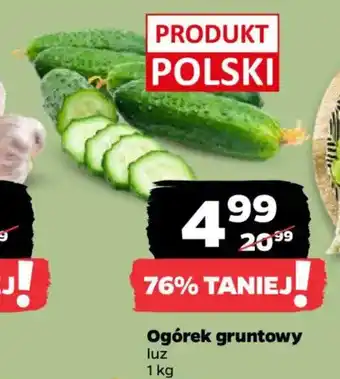 Netto Ogórek gruntowy oferta