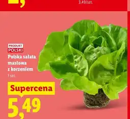 Lidl Sałata masłowa z korzeniem polska oferta