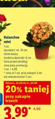 Lidl Kalanchoe mini oferta