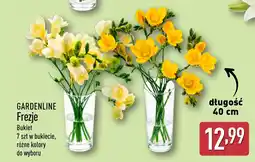 ALDI Gardenline Frezje oferta