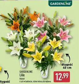ALDI Gardenline Lilie oferta