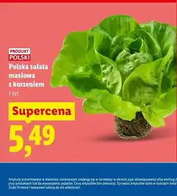 Lidl Polska sałata masłowa z korzeniem oferta