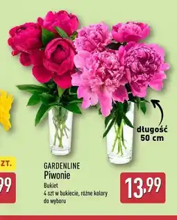 ALDI Bukiet piwonii Gardenline 4-pak oferta