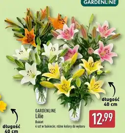 ALDI Bukiet lilii Gardenline 4-pak oferta