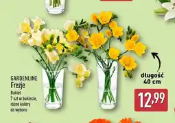 ALDI Bukiet frezji Gardenline 7-pak oferta
