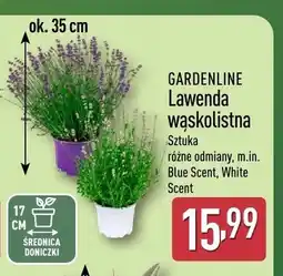 ALDI Lawenda wąskolistna Gardenline oferta