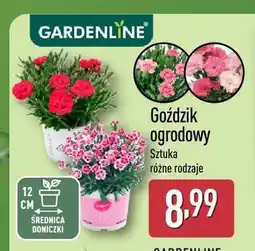 ALDI Goździk ogrodowy Gardenline oferta