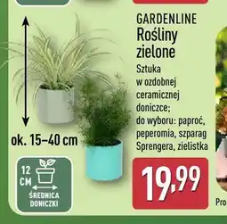 ALDI Rośliny zielone Gardenline oferta