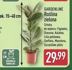 ALDI Roślina zielona Gardenline oferta
