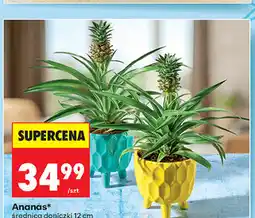 Biedronka Ananas oferta