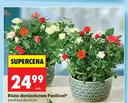 Biedronka Róża doniczkowa Festival oferta