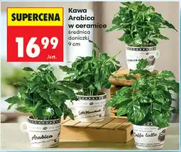 Biedronka Kawa Arabica w ceramice oferta
