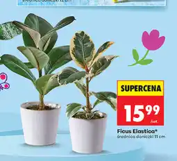 Biedronka Ficus Elastica oferta