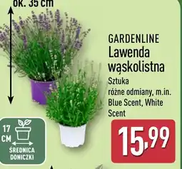 ALDI Gardenline Lawenda wąskolistna oferta