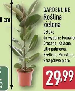 ALDI Gardenline Roślina zielona oferta