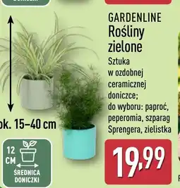 ALDI Gardenline Rośliny zielone oferta