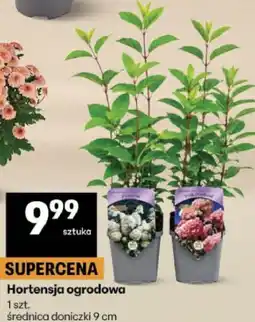 Delikatesy Centrum Hortensja ogrodowa oferta