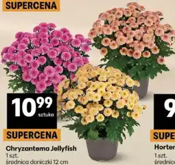 Delikatesy Centrum Chryzantema Jellyfish oferta