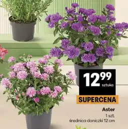 Delikatesy Centrum Aster oferta