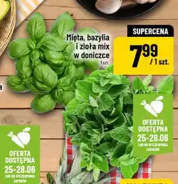 Polomarket Bazylia w doniczce oferta