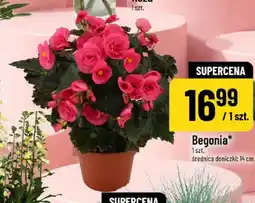 Polomarket Begonia w doniczce oferta