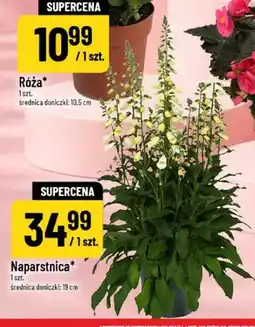 Polomarket Naparstnica w doniczce oferta