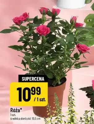 Polomarket Róża w doniczce oferta