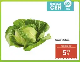 Dino Kapusta młoda oferta