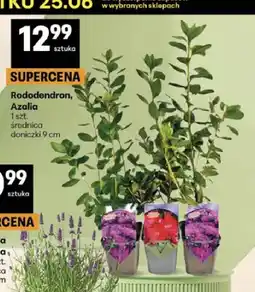 Delikatesy Centrum Rododendron oferta