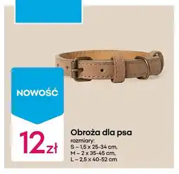 Pepco Obroża dla psa oferta