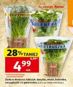 Auchan Zioła w doniczce lubczyk Auchan oferta