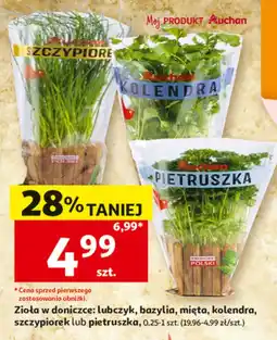 Auchan Zioła w doniczce: lubczyk, bazylia, mięta, kolendra, szczypiorek lub pietruszka oferta