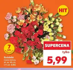 Kaufland Goździki 7-pak oferta
