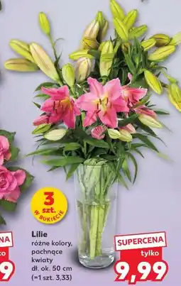 Kaufland Lilie różne kolory, pachnące kwiaty oferta