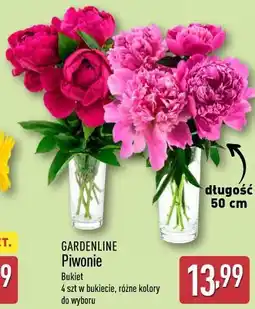 ALDI Gardenline Piwonie Bukiet oferta