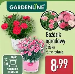 ALDI GARDENLINE Goździk ogrodowy oferta