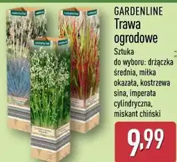 ALDI GARDENLINE Trawa ogrodowa oferta